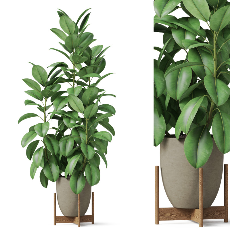 Plants collection 817 3D Модель .c4d .max .obj .3ds .fbx .stl .blend