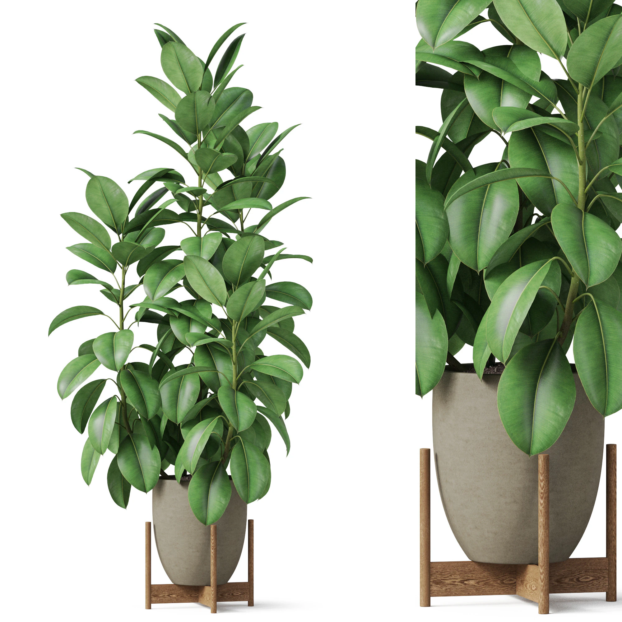 Plants collection 817 3D Model .c4d .max .obj .3ds .fbx .stl .blend 