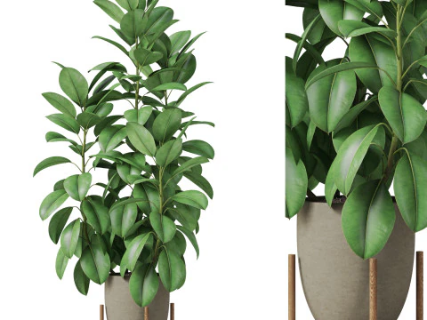 पौधों का संग्रह 817 3D मॉडल