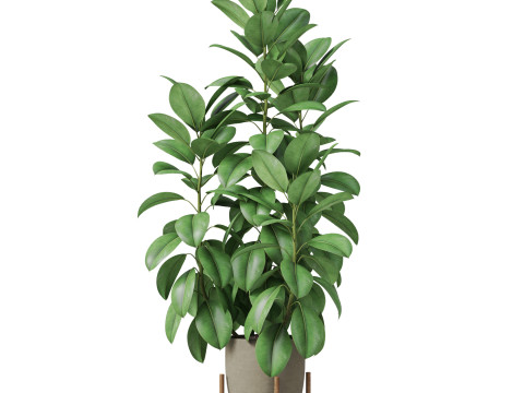 Plants collection 817 3D Модель