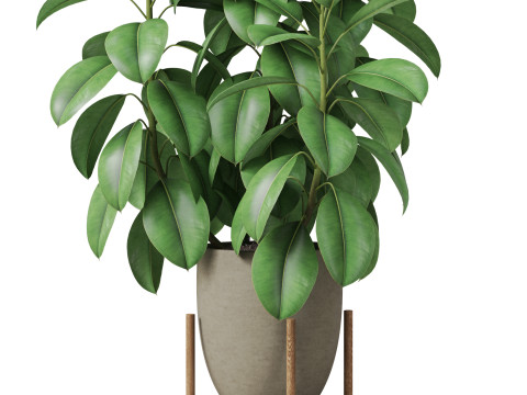 Plants collection 817 3D Модель