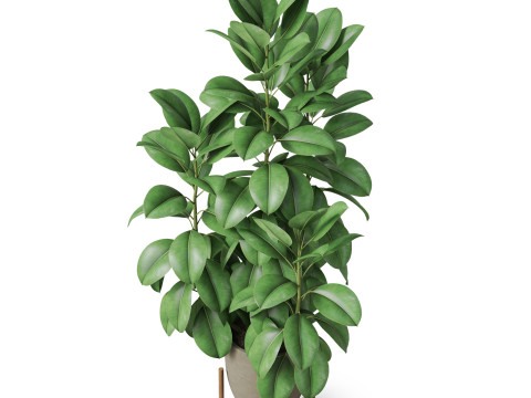 Plants collection 817 3D Модель