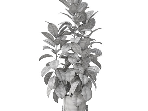 Plants collection 817 3D Модель