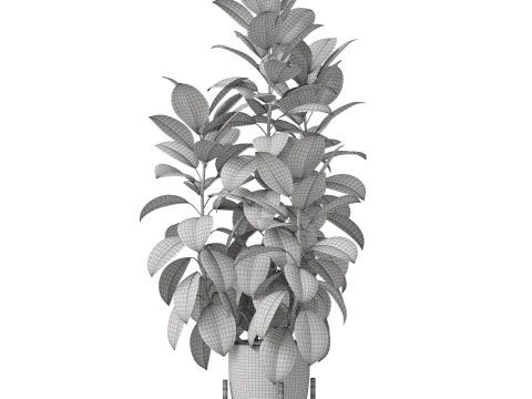 Plants collection 817 3D Model