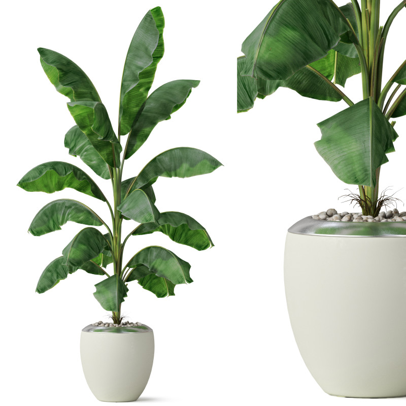 Plants collection 818 3D Модель .c4d .max .obj .3ds .fbx .stl .blend