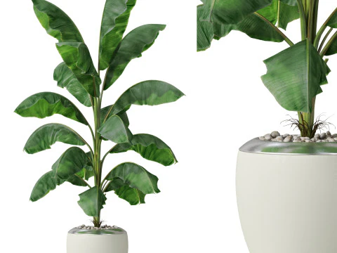 पौधों का संग्रह 818 3D मॉडल