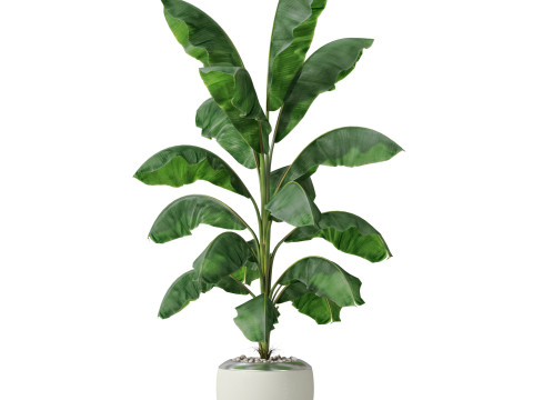 Plants collection 818 3D Модель