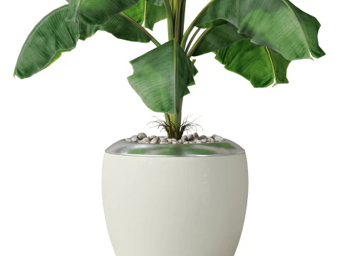 Plants collection 818 3D Model