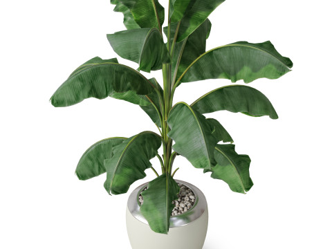 Plants collection 818 3D Модель