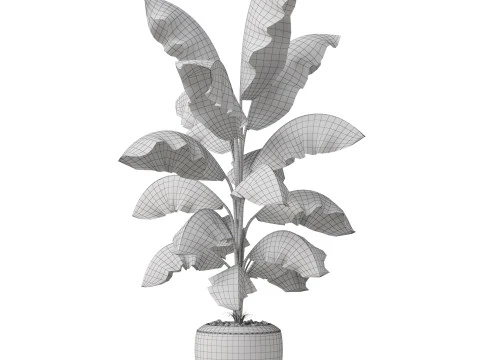 Plants collection 818 3D Model