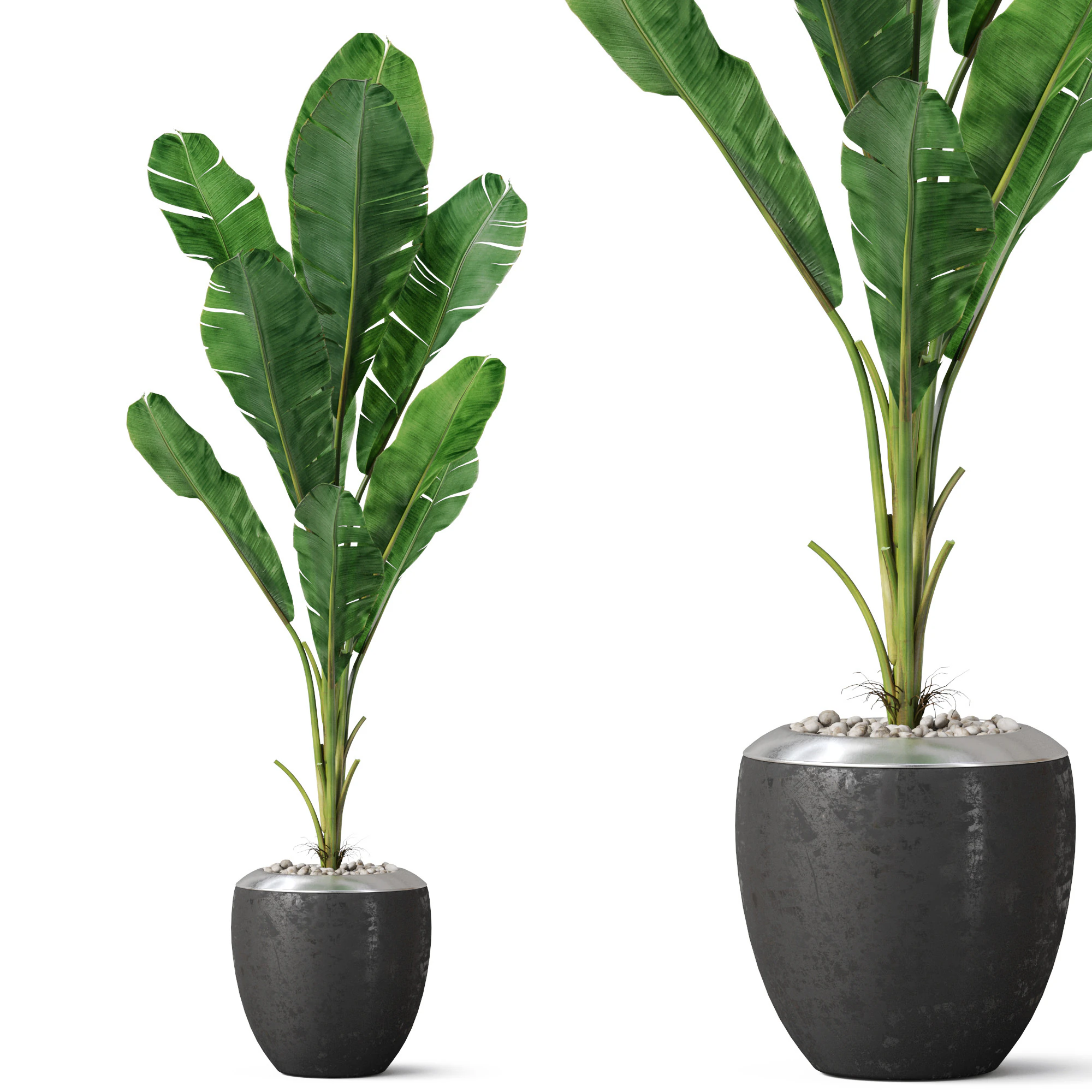 Plants collection 819 3D Model .c4d .max .obj .3ds .fbx .stl .blend 