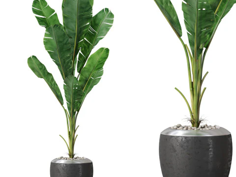 Plantencollectie 819 3D Model