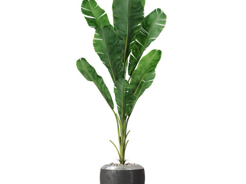 Plants collection 819 3D Модель