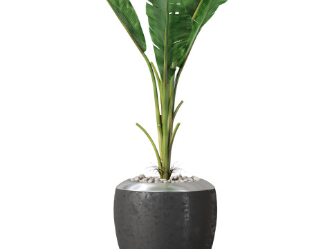 Plants collection 819 3D Модель