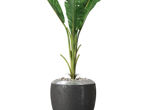 Plants collection 819 3D Model