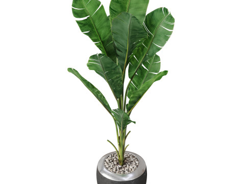 Plants collection 819 3D Модель