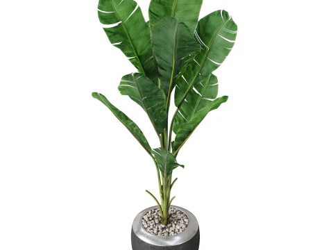 Plants collection 819 3D Model