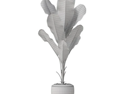 Plants collection 819 3D Model