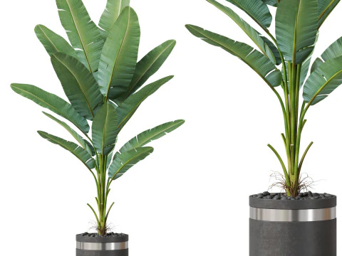 Plantencollectie 820 3D Model