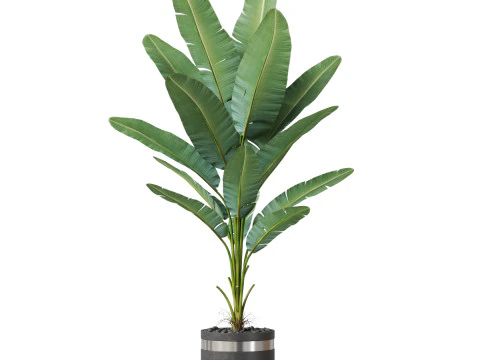 Bitki koleksiyonu 820 3D Model