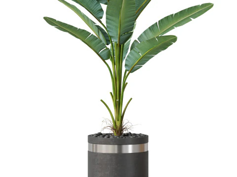 Bitki koleksiyonu 820 3D Model