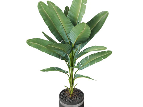 Bitki koleksiyonu 820 3D Model