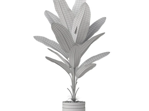 Bitki koleksiyonu 820 3D Model