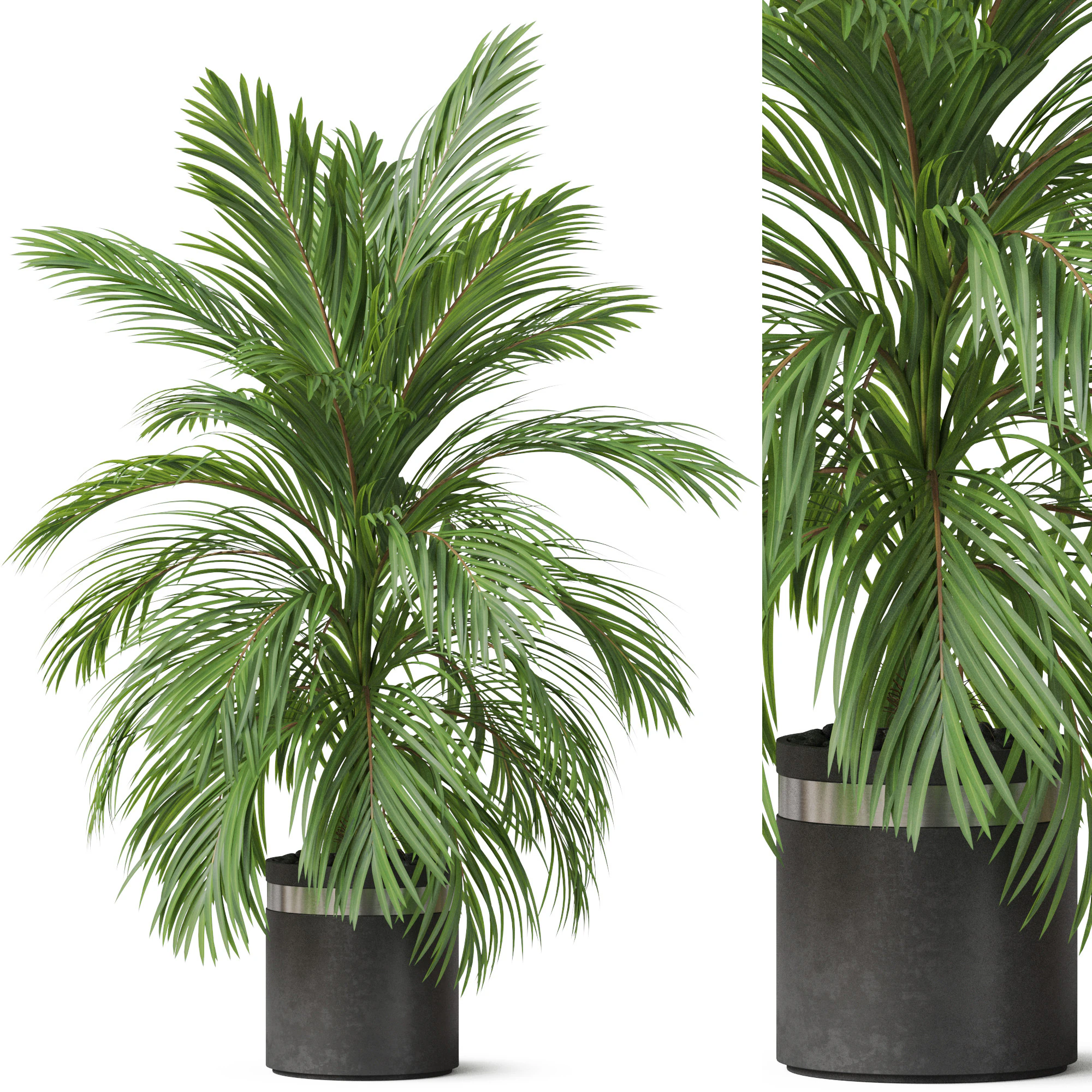 Plants collection 821 3D Model .c4d .max .obj .3ds .fbx .stl .blend 