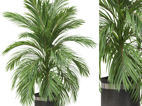 Plants collection 821 3Dモデル