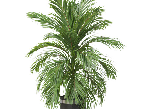 Plants collection 821 3D Model
