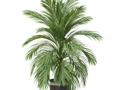 Plants collection 821 3D Model