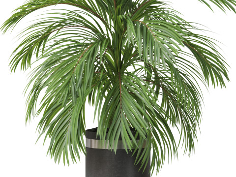 Plants collection 821 3D Model