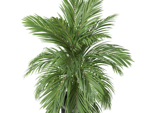 Plants collection 821 3D Model