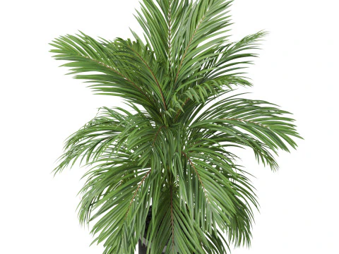 Plants collection 821 3D Model
