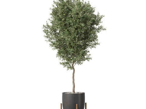 Plants collection 822 3D Model