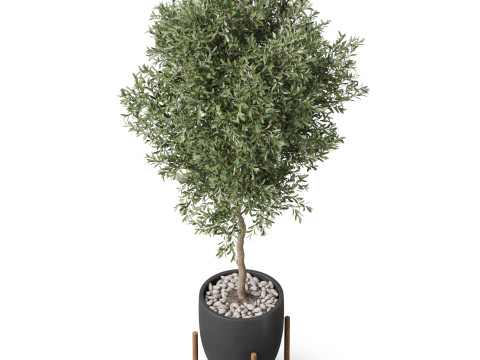 Plants collection 822 3D Model