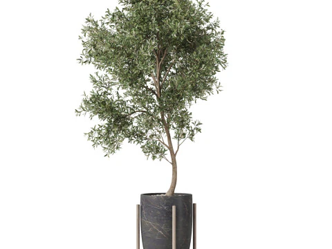 Plants collection 823 3D Model