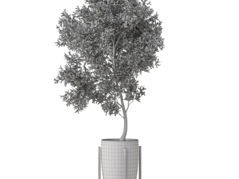 Plants collection 823 3D Model