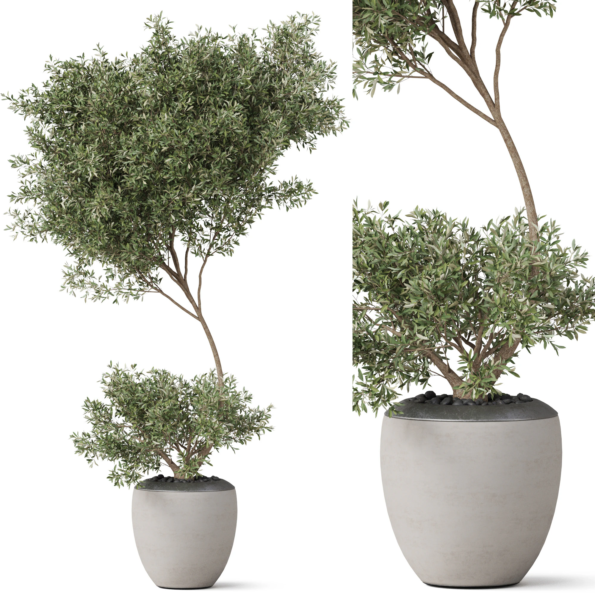 Plants collection 824 3D Model .c4d .max .obj .3ds .fbx .stl .blend 