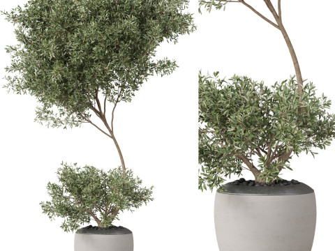 Plants collection 824 3Dモデル