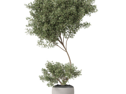 Plants collection 824 Modello 3D