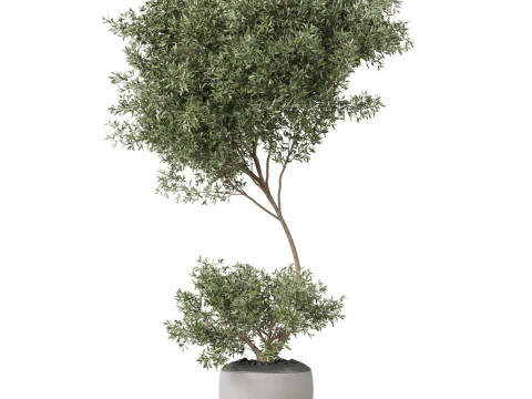 Plants collection 824 3D Model