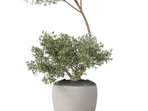 Plants collection 824 Modello 3D