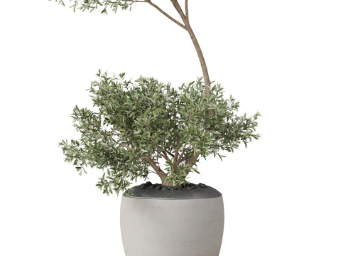 Plants collection 824 3D Model