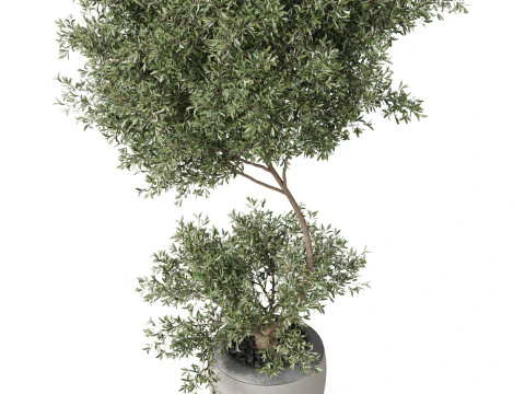 Plants collection 824 3D Model