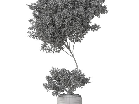 Plants collection 824 Modello 3D