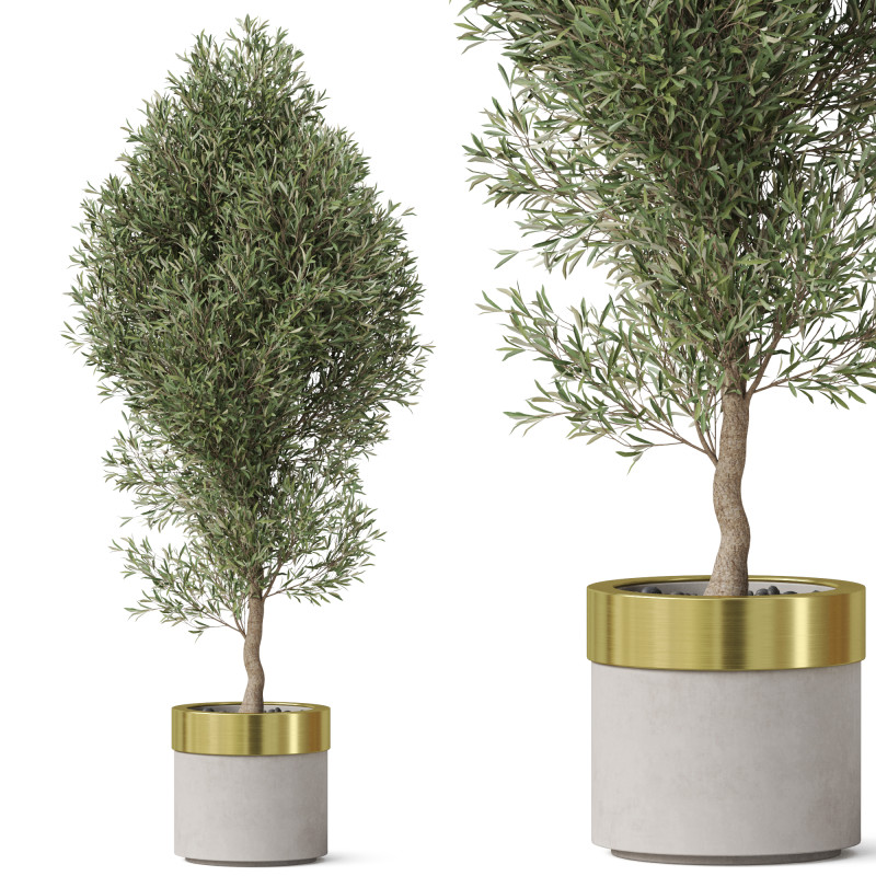 Plants collection 825 3D Model .c4d .max .obj .3ds .fbx .stl .blend