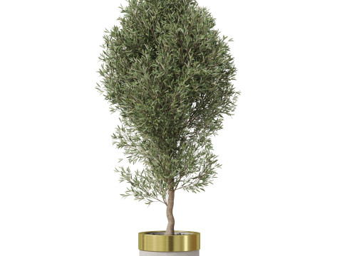 Plants collection 825 3D Model