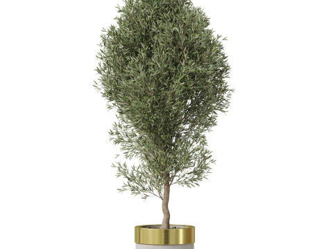 Plants collection 825 3D Model