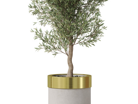 Plants collection 825 3D Model